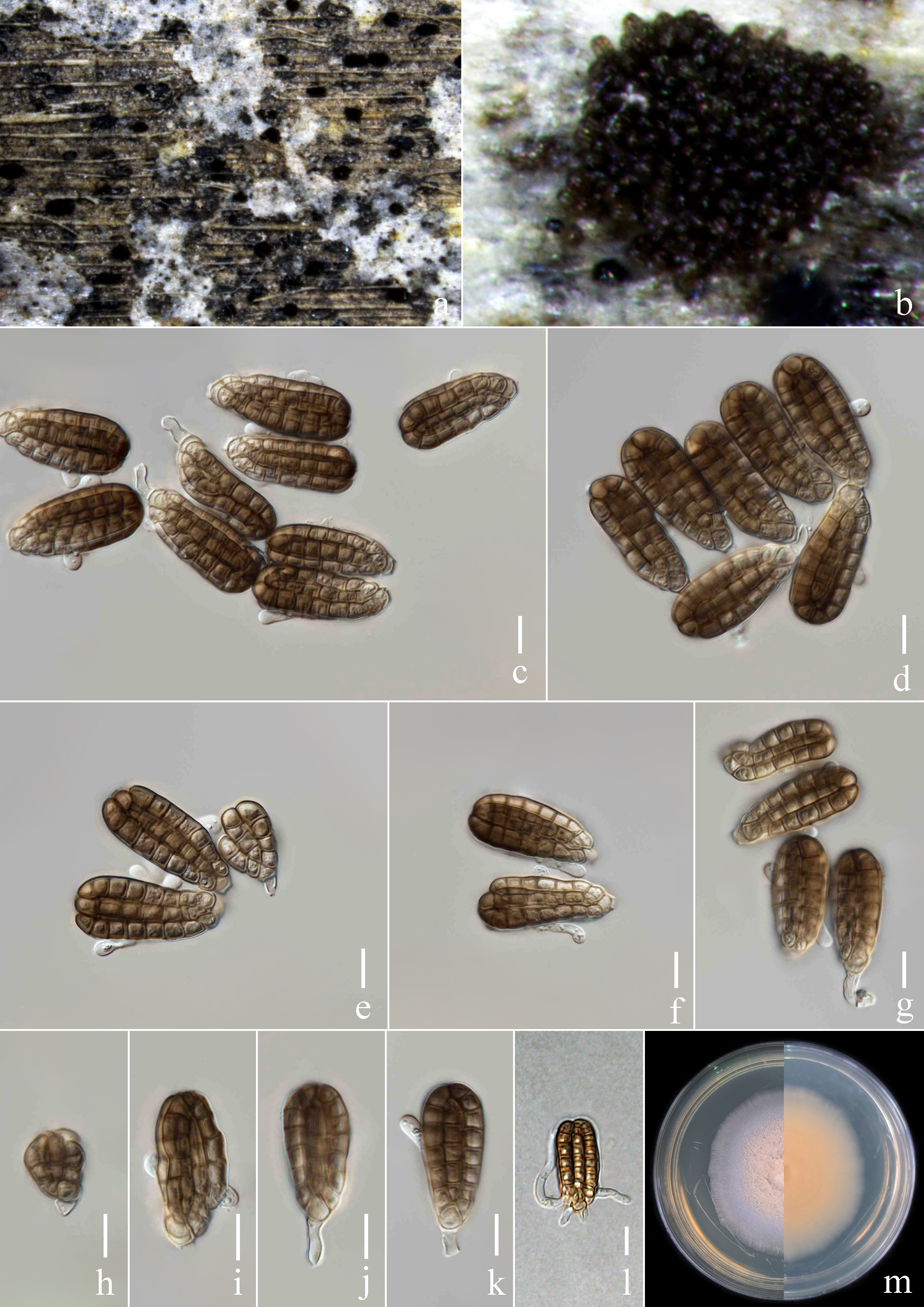 Figure 25